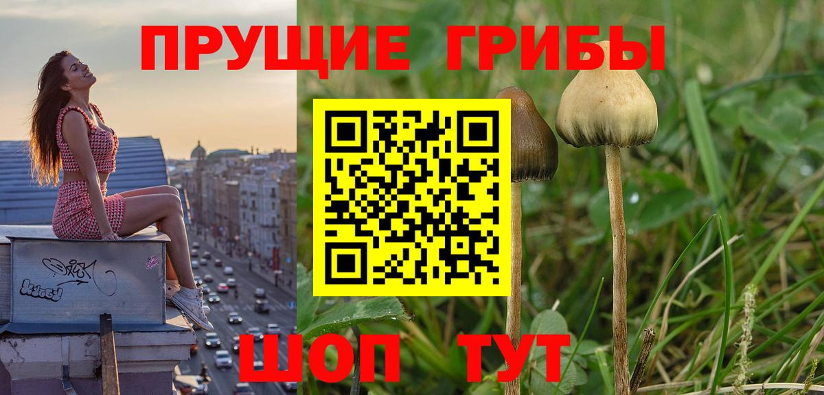 Псилоцибиновые грибы Cubensis  Галлюциногенные грибы ЛСД  купить наркотик  Асино  Вход с VPN 